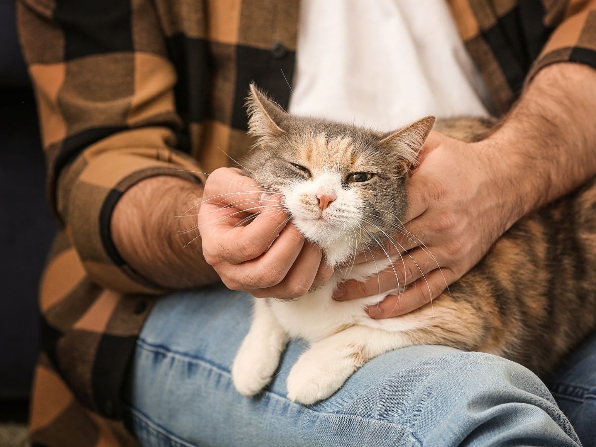 closeup of a man petting his cat