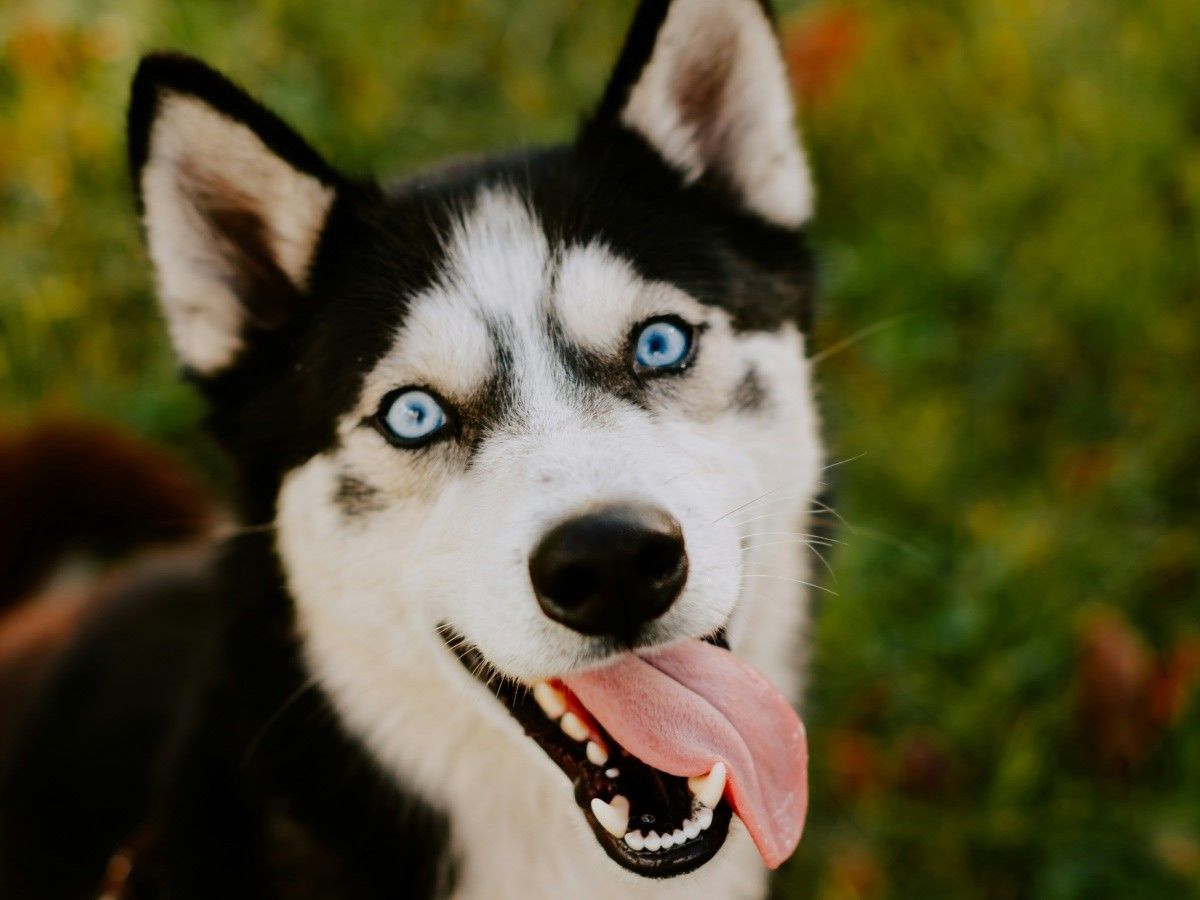 husky standing on grass looking up