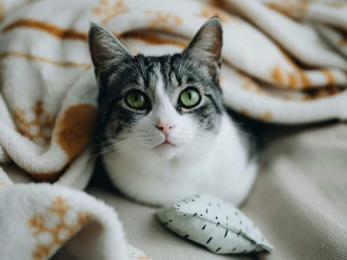 black and white cat under the blanket