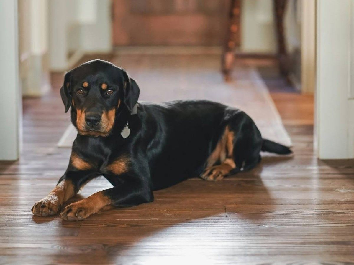 black dog sitting on wooden floor black dog sitting on wooden floor<br />