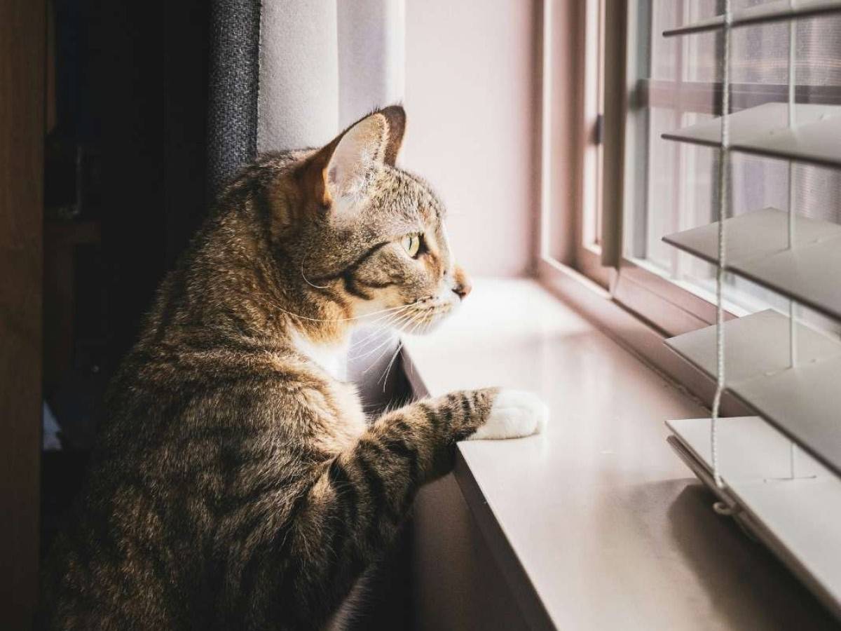 cat looking out of window cat looking out of window