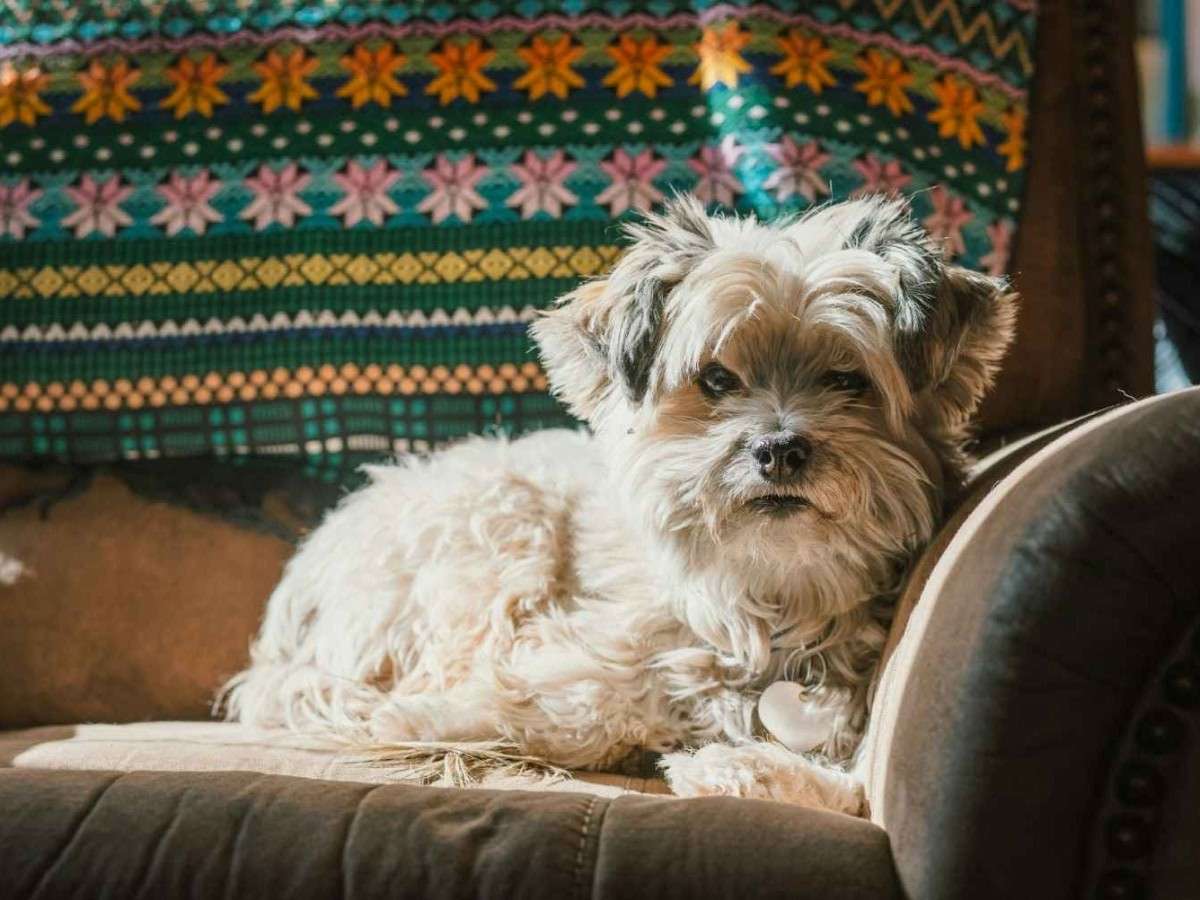 dog sitting on sofa dog sitting on sofa