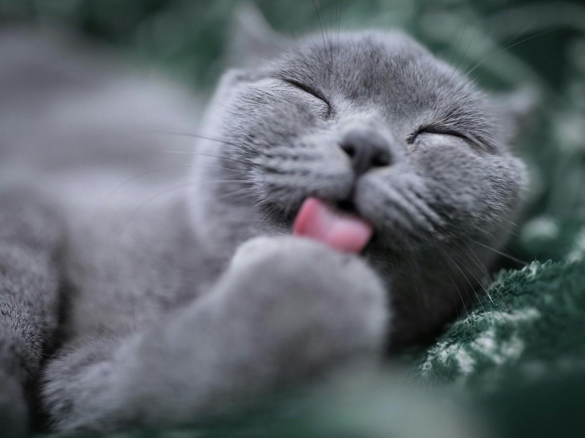 grey cat licking paw with closed eye grey cat licking paw with closed eye