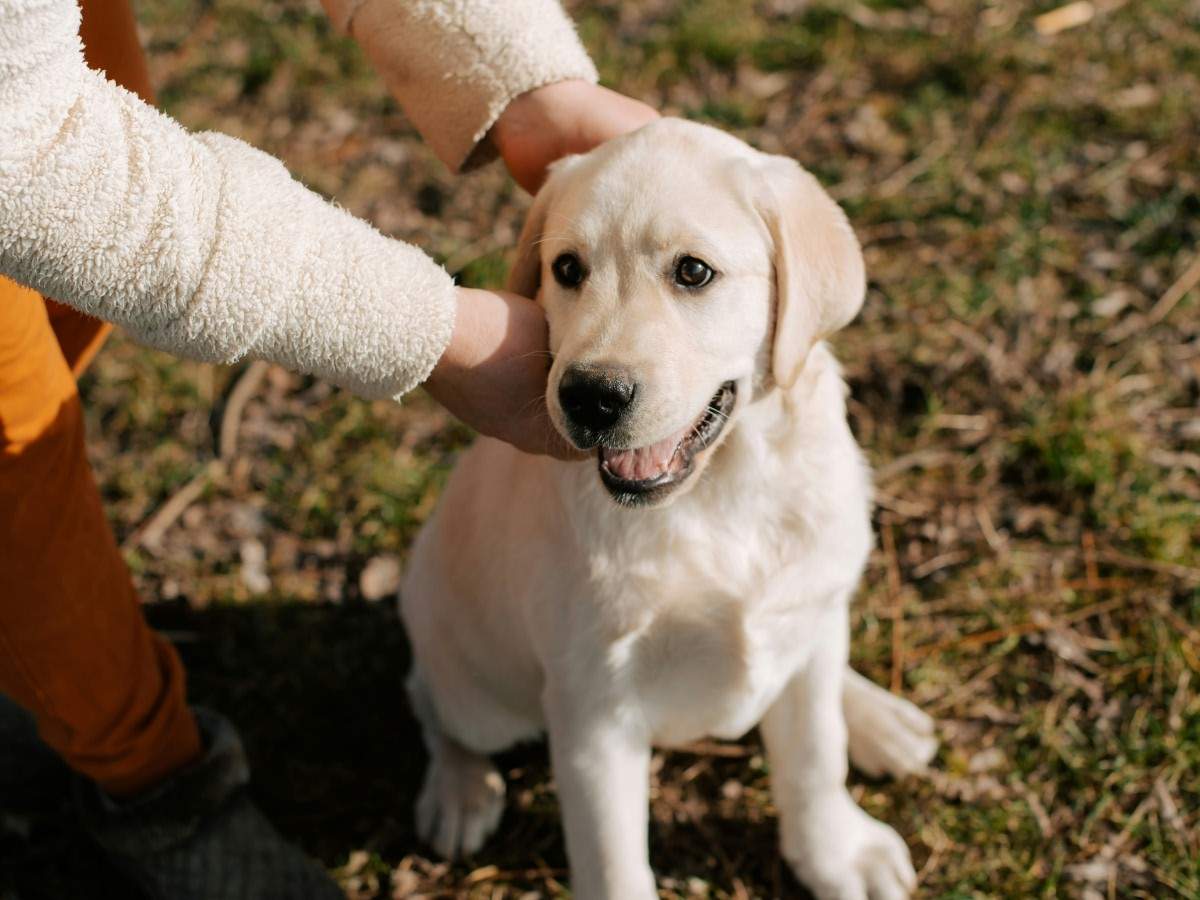 white puppy on ground held by a person white puppy on ground held by a person