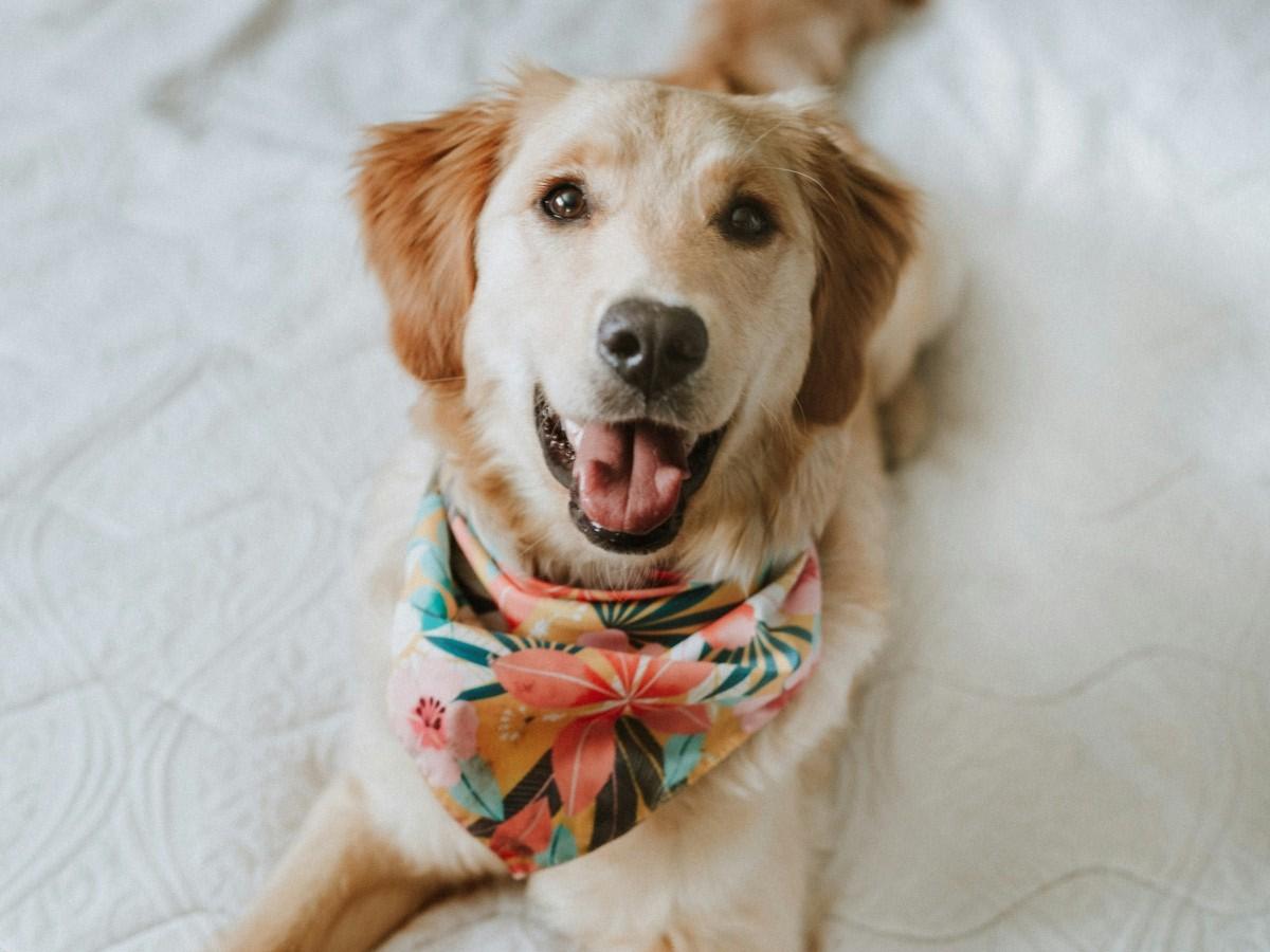 dog-sitting-on-white-bedsheet dog-sitting-on-white-bedsheet