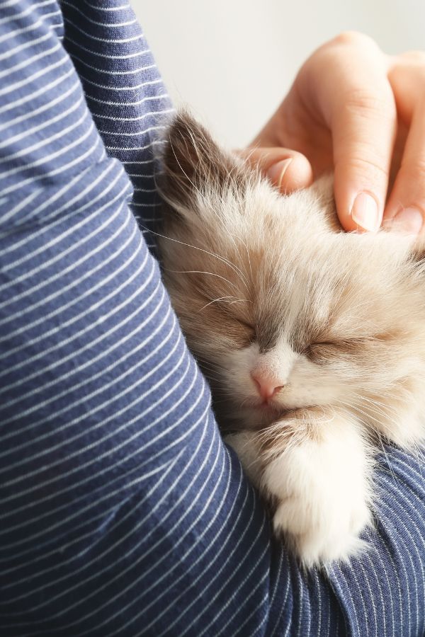 Someone is holding a kitten in their arms